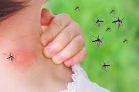 أسباب حساسية الحشرات وكيفية علاجها