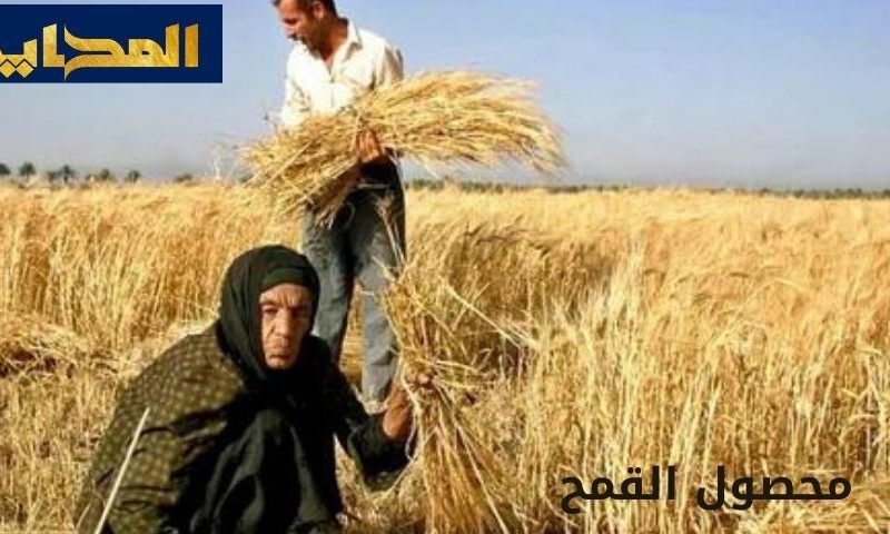 بدء استلام محصول القمح من المزارعين