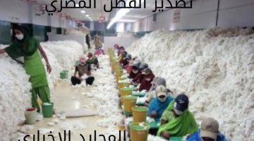 تصدير القطن المصري.. الذهب الأبيض يصارع من أجل البقاء بعد انخفاض التصدير