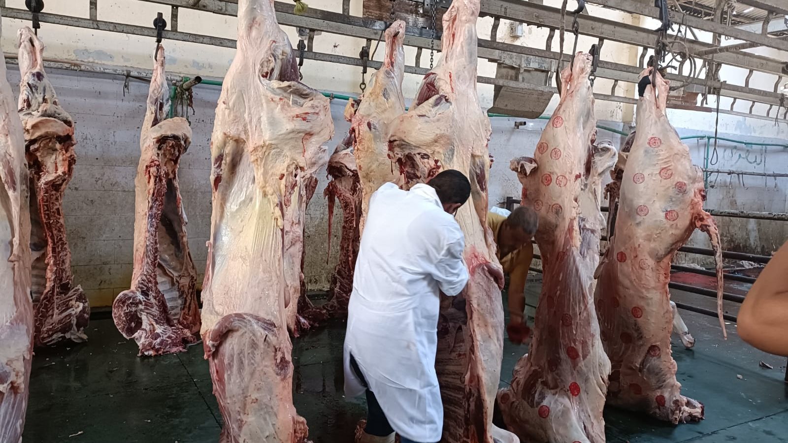مجانًا.. أماكن ومواعيد عمل مجازر القاهرة لإستقبال أضاحي المواطنين