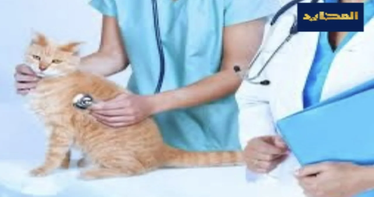 تفاصيل وشروط دراسة طب بيطري خاص في مصر