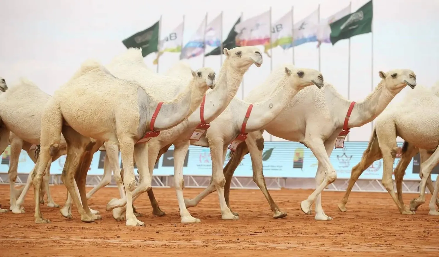 التاريخ يتحدث بالتقنية.. عين العزيزية تبهر زوار مهرجان الإبل بالصياهد بتجربة “ثلاثية الأبعاد”